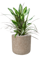 Dracaena Combo In Rough D 17 H 62 cm - PlantenShop24 - 17-04-2025