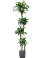 Dracaena Fragrans Dorado D 22 H 170 cm - PlantenShop24 - 13-05-2025