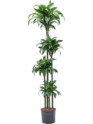 Dracaena Fragrans Dorado D 22 H 170 cm - PlantenShop24 - 13-05-2025