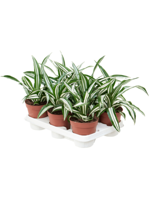 Dracaena Fragrans Green White D 12 H 27 cm - PlantenShop24 - 16-06-2025