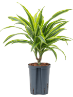 Dracaena Fragrans Lemon Lime D 15 H 40 cm - PlantenShop24 - 30-05-2025