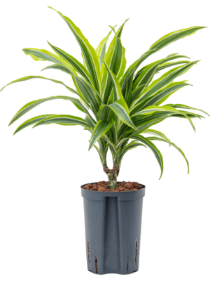 Dracaena Fragrans Lemon Lime D 15 H 40 cm - PlantenShop24 - 07-05-2025