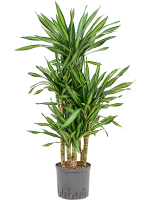 Dracaena Fragrans Riki D 22 H 100 cm - PlantenShop24 - 12-05-2025
