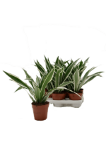 Dracaena Fragrans White Stripe D 12 H 30 cm - PlantenShop24 - 24-04-2025
