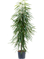 Ficus Binnendijkii Alii D 22 H 135 cm - PlantenShop24 - 04-02-2025