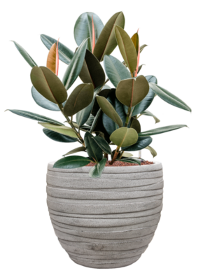 Ficus Elastica Abidjan In Baq Tornado D 22 H 75 cm - PlantenShop24 - 09-04-2025