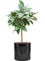 Ficus Elastica Robusta In Cylinder D 25 H 129 cm - PlantenShop24 - 12-03-2025