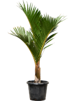 Hyophorbe Verschaffeltii D 40 H 165 cm - PlantenShop24 - 22-04-2025
