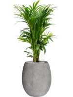 Kentia Howea Forsteriana In Baq Polystone Coated Plain D 27 H 146 cm - PlantenShop24 - 17-03-2025