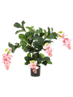 Medinilla D 14 H 78 cm - PlantenShop24 - 17-10-2023