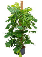 Monstera Deliciosa D 28 H 150 cm - PlantenShop24 - 05-05-2025