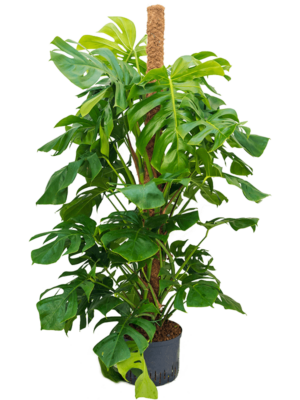 Monstera Deliciosa D 28 H 150 cm - PlantenShop24 - 05-05-2025