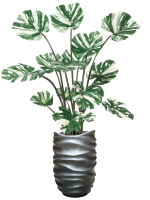 Monstera Deliciosa In Baq Gradient Lee D 20 H 175 cm - PlantenShop24 - 23-10-2024