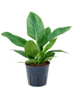 Philodendron Imperial Green D 13 H 30 cm - PlantenShop24 - 06-05-2025