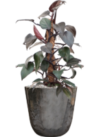 Philodendron New Red In Palermo D 17 H 58 cm - PlantenShop24 - 23-10-2024