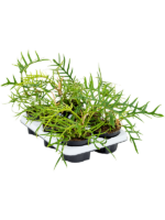 Philodendron Polypodioides Tortum D 12 H 25 cm - PlantenShop24 - 22-04-2025