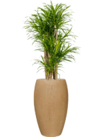 Pleomele Dracaena Anita Variegata In Baq Raindrop D 27 H 140 cm - PlantenShop24 - 14-03-2025