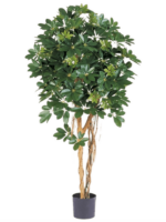 Schefflera D 17 H 170 cm - PlantenShop24 - 13-08-2024