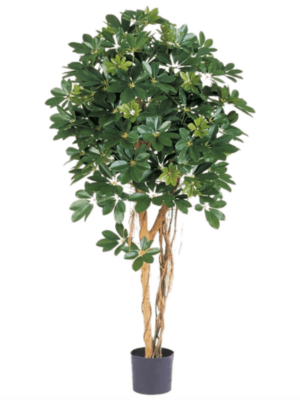 Schefflera D 17 H 170 cm - PlantenShop24 - 13-08-2024