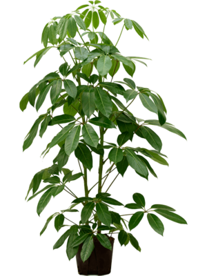 Schefflera Actinophylla Amate D 22 H 160 cm - PlantenShop24 - 18-06-2025