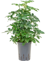 Schefflera Arboricola Compacta D 15 H 50 cm - PlantenShop24 - 02-05-2025