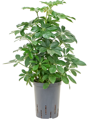 Schefflera Arboricola Compacta D 15 H 50 cm - PlantenShop24 - 02-05-2025