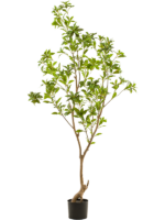 Tea Leaf Tree D 66 H 185 cm - PlantenShop24 - 18-03-2025