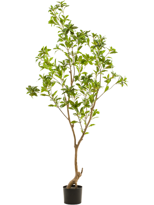 Tea Leaf Tree D 66 H 185 cm - PlantenShop24 - 18-03-2025
