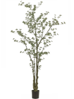 Tropaeolum D 90 H 245 cm - PlantenShop24 - 31-01-2025