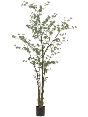 Tropaeolum H 270 cm - PlantenShop24 - 19-03-2025