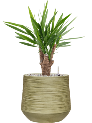 Yucca Elephantipes In Baq Dune D 21 H 64 cm - PlantenShop24 - 16-04-2025