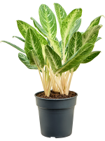 Aglaonema Key Lime D 24 H 70 cm - PlantenShop24 - 29-04-2025