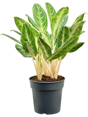 Aglaonema Key Lime D 24 H 70 cm - PlantenShop24 - 29-04-2025