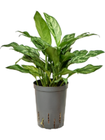 Aglaonema Maria D 15 H 40 cm - PlantenShop24 - 13-06-2025