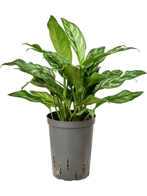 Aglaonema Maria D 15 H 40 cm - PlantenShop24 - 19-05-2025