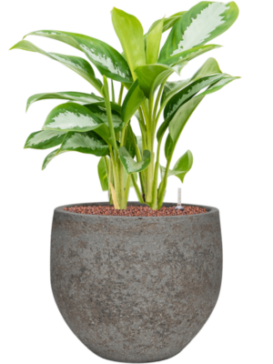 Aglaonema Silver Moon In Cement & Stone D 18 H 64 cm - PlantenShop24 - 13-05-2025