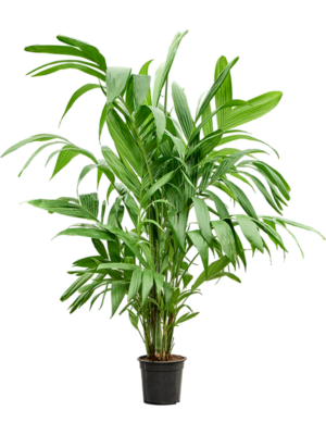 Areca Triandra D 24 H 140 cm - PlantenShop24 - 17-04-2025