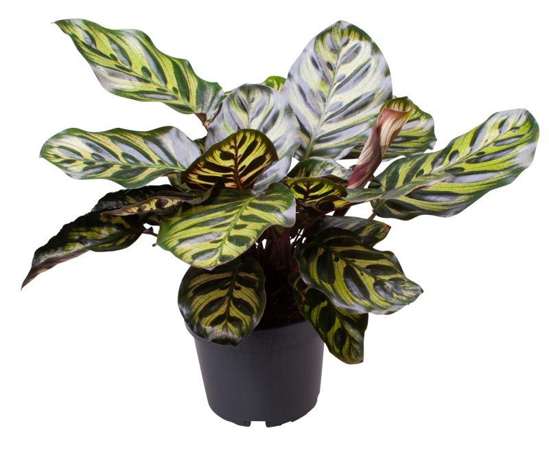 Calathea Makoyana D 12 H 30 cm - PlantenShop24 - 30-04-2025