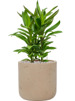 Cordyline Fruticosa Glauca In Rough D 19 H 58 cm - PlantenShop24 - 06-05-2025