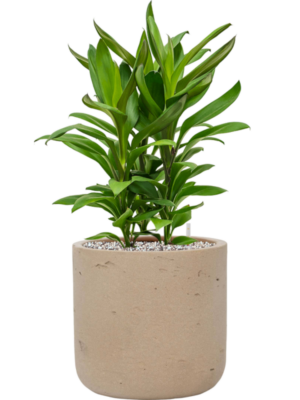 Cordyline Fruticosa Glauca In Rough D 19 H 58 cm - PlantenShop24 - 06-05-2025