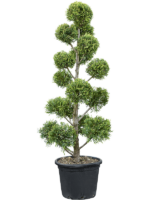 Cupressocyparis Leylandii Castlewellan Gold D 45 H 190 cm - PlantenShop24 - 12-05-2025