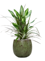 Dracaena Combo In Marly D 17 H 81 cm - PlantenShop24 - 23-10-2024
