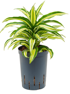 Dracaena Fragrans Malaika D 15 H 30 cm - PlantenShop24 - 24-04-2025