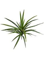 Dracaena Marginata D 40 H 45 cm - PlantenShop24 - 19-03-2025