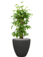 Dracaena Surculosa In Baq Polystone Plain D 24 H 120 cm - PlantenShop24 - 15-04-2025