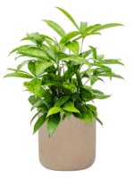 Dracaena Surculosa In Rough D 17 H 48 cm - PlantenShop24 - 29-03-2025