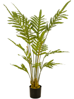 Fern D 75 H 120 cm - PlantenShop24 - 31-01-2025
