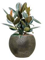 Ficus Elastica Abidjan In Baq Opus Hit D 22 H 75 cm - PlantenShop24 - 22-04-2025
