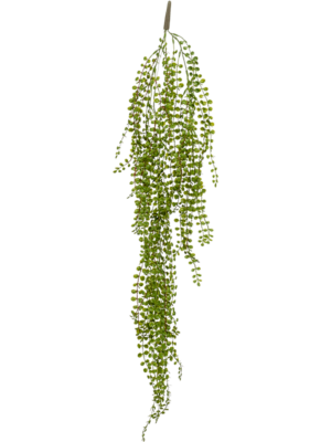 Ficus Pumila D 14 H 100 cm - PlantenShop24 - 02-07-2025