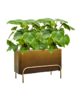 Homalomena Rubescens Maggy In Baq Gradient Elevated D 24 H 92 cm - PlantenShop24 - 21-05-2025